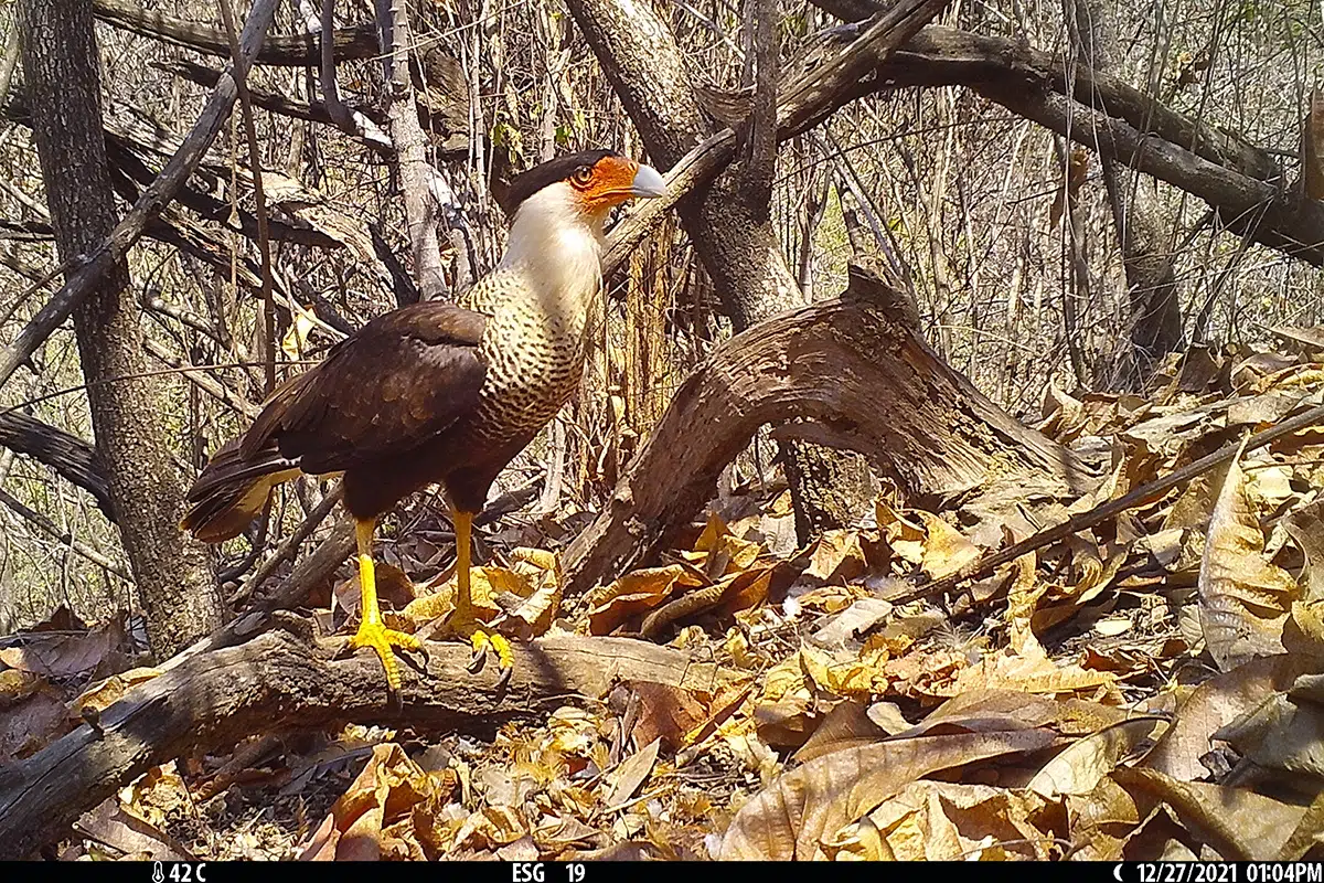 Forest degradation alters the role of scavengers in the tropical dry forests of Ecuador