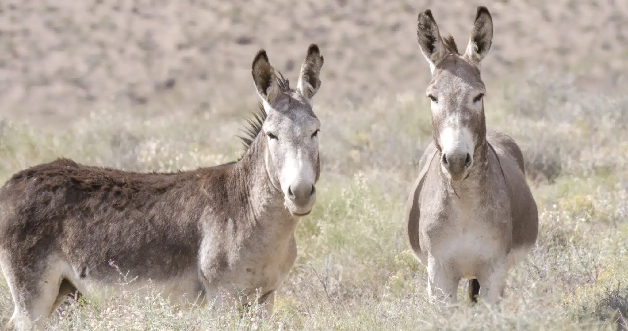 Australia suspends wild donkey hunting: they help restore soil and generate water sources in the desert