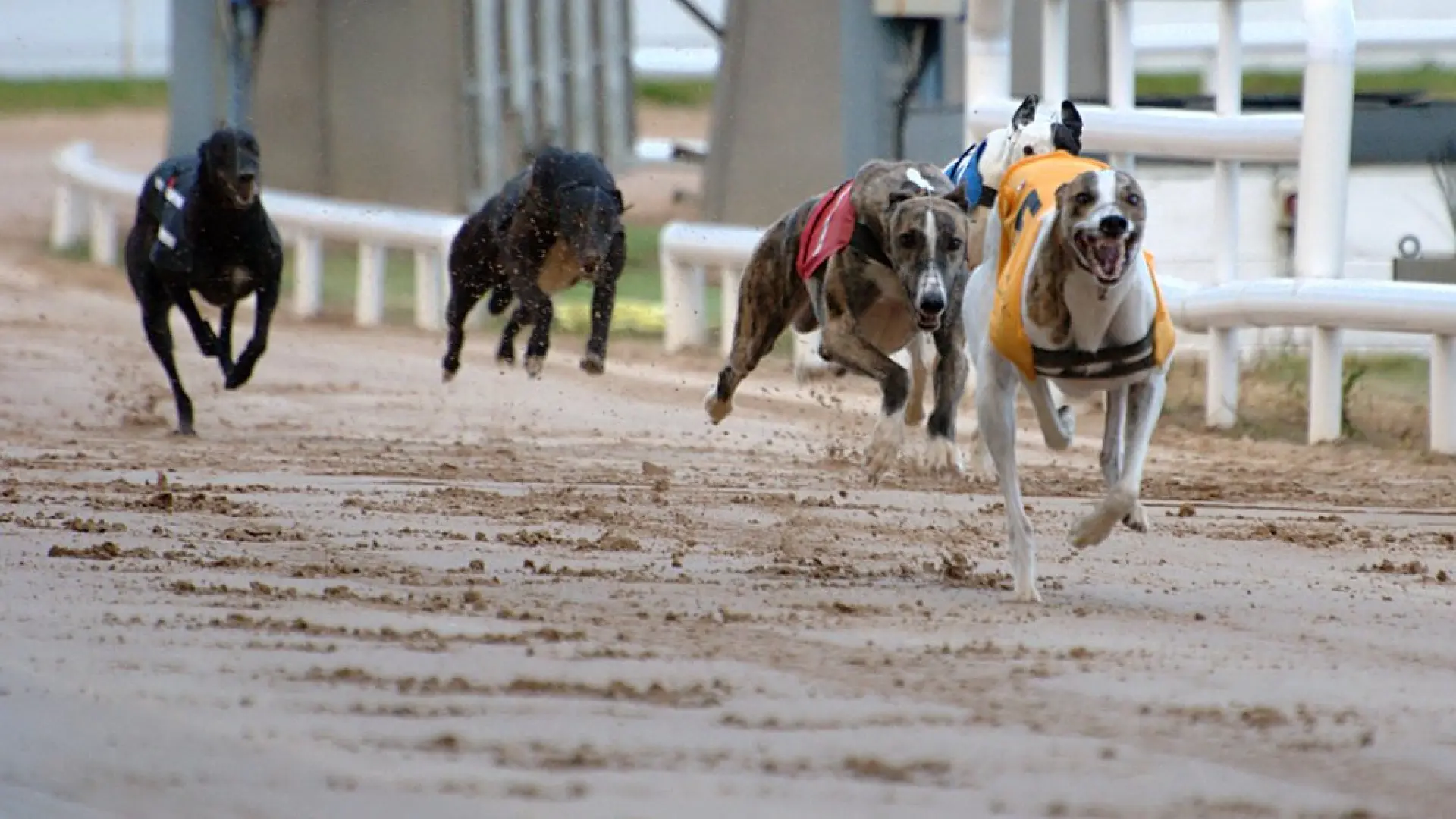 Wales and Scotland ban greyhound racing: activists call to extend the historic measure to England