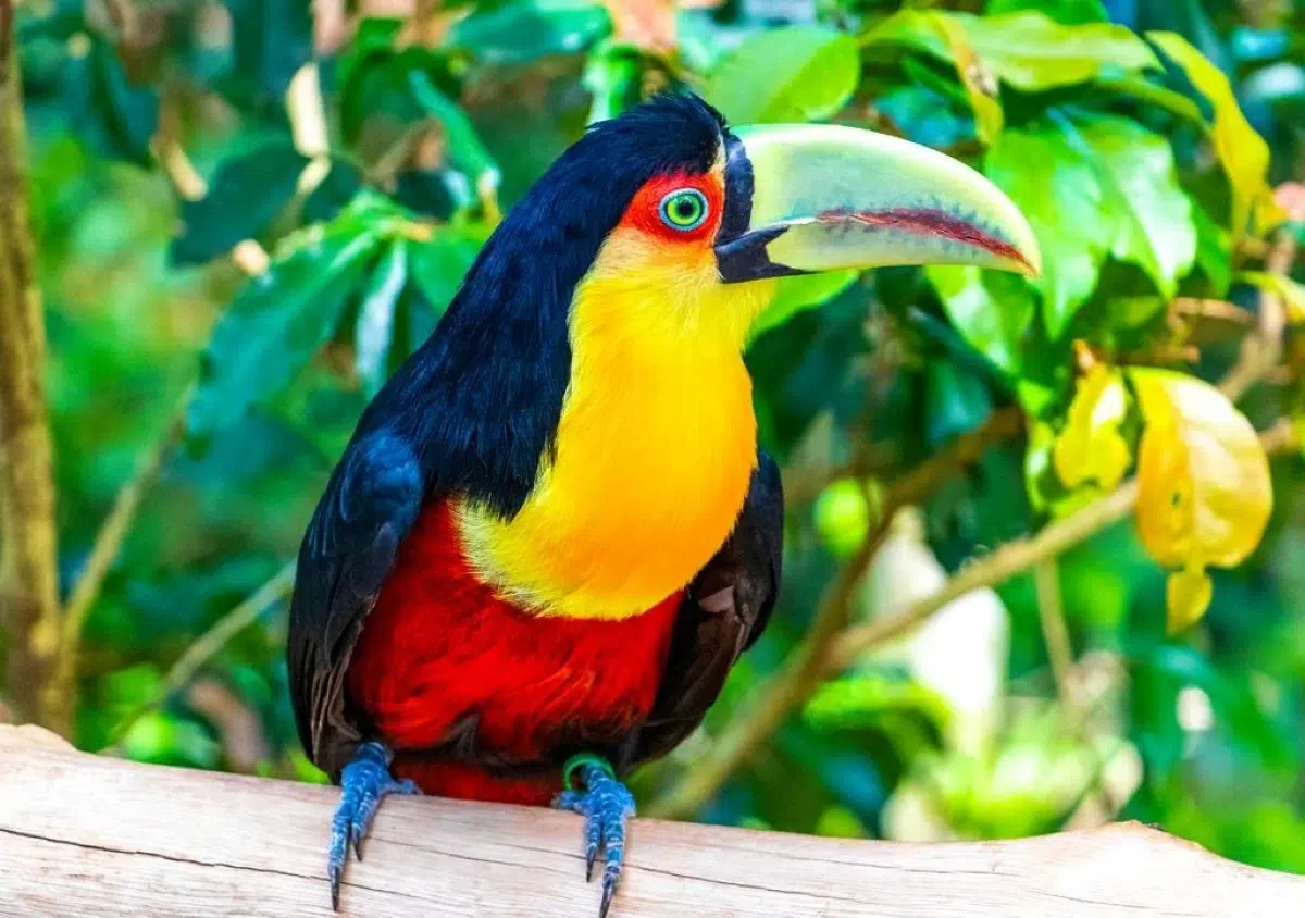 Silence advances in the Amazon: scientists warn about the progressive disappearance of birds in tropical forests