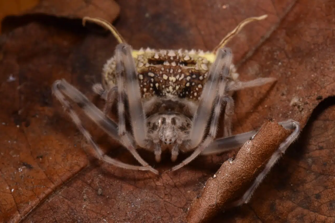 A species of spider that mimics parasitic fungi to survive and hunt is discovered in the Ecuadorian Amazon