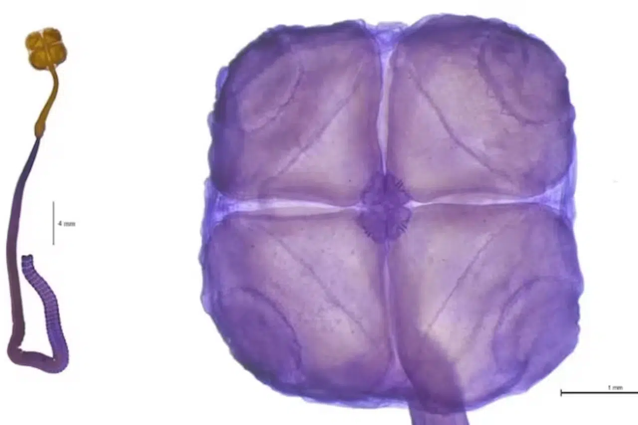 especies emblemáticas