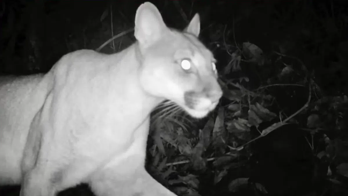 A network of camera traps captures more than 339 hidden species in Colombia and reveals the country’s natural wealth