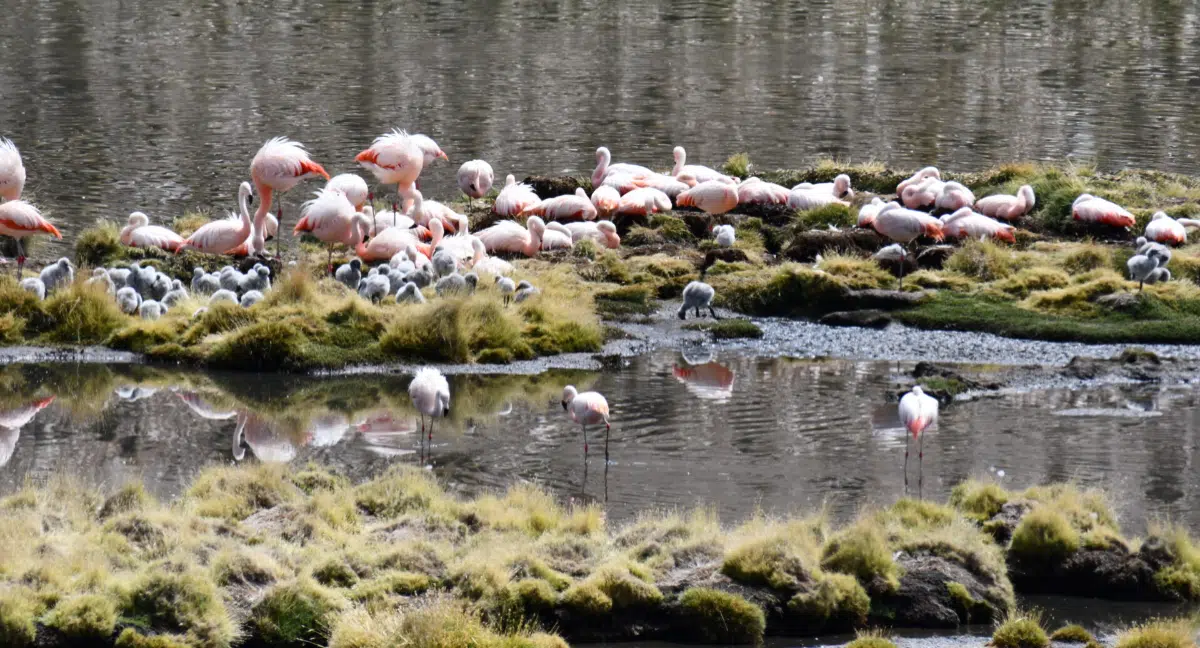 After 33 years, Chilean flamingos nest again in Lauca National Park, rekindling environmental hope