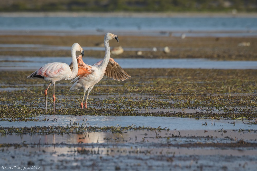 Tras 33 años, los flamencos chilenos vuelven a nidificar en el Parque Nacional Lauca y reavivan esperanza ambiental