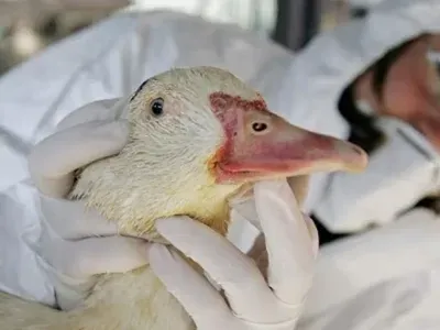 Alerta ecológica en Estados Unidos por la muerte masiva de gansos y un posible brote de gripe aviar en Southampton Alerta ecológica en Estados Unidos por la muerte masiva de gansos y un posible brote de gripe aviar en Southampton