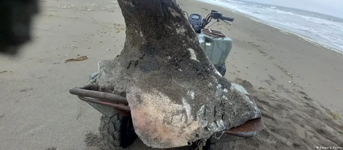 A discovery in Russia reignites the debate on orca behavior: they might be eating each other