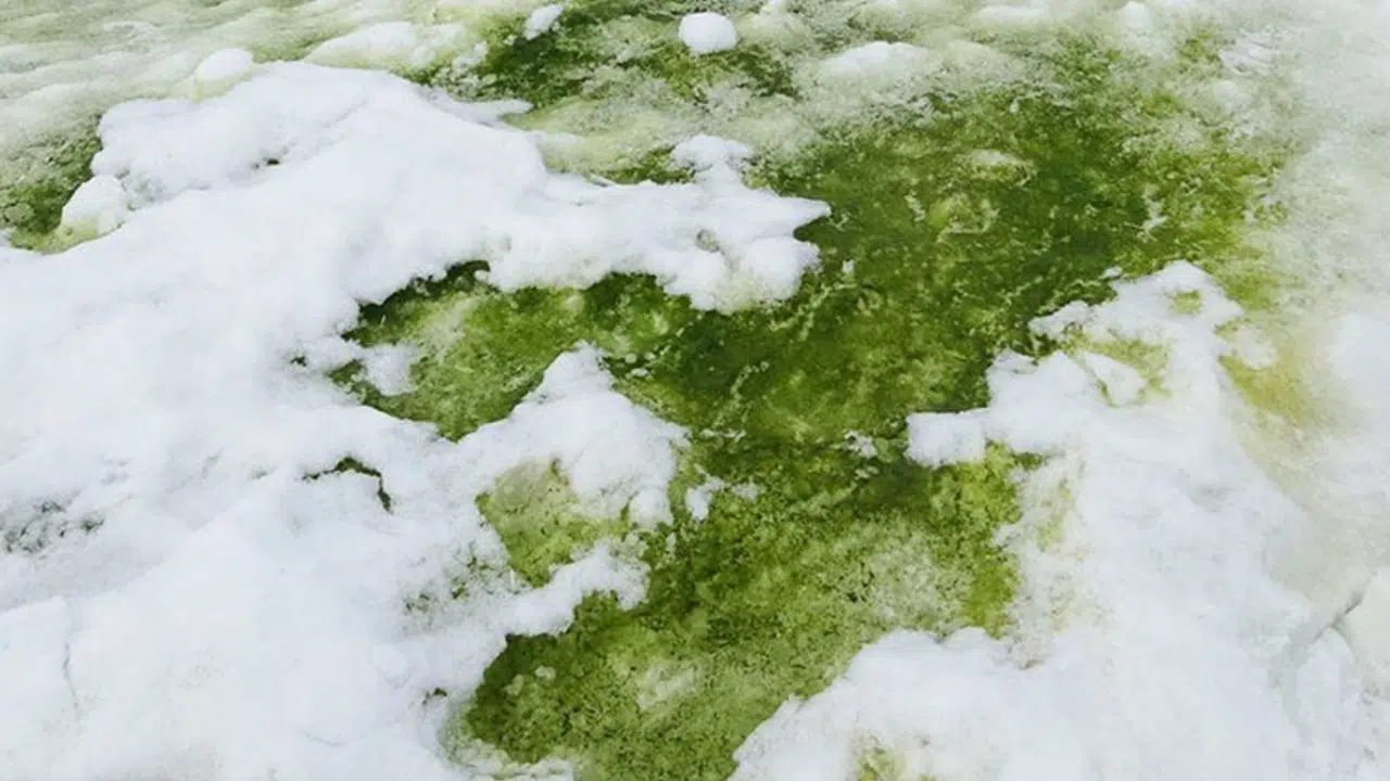 glace verte
