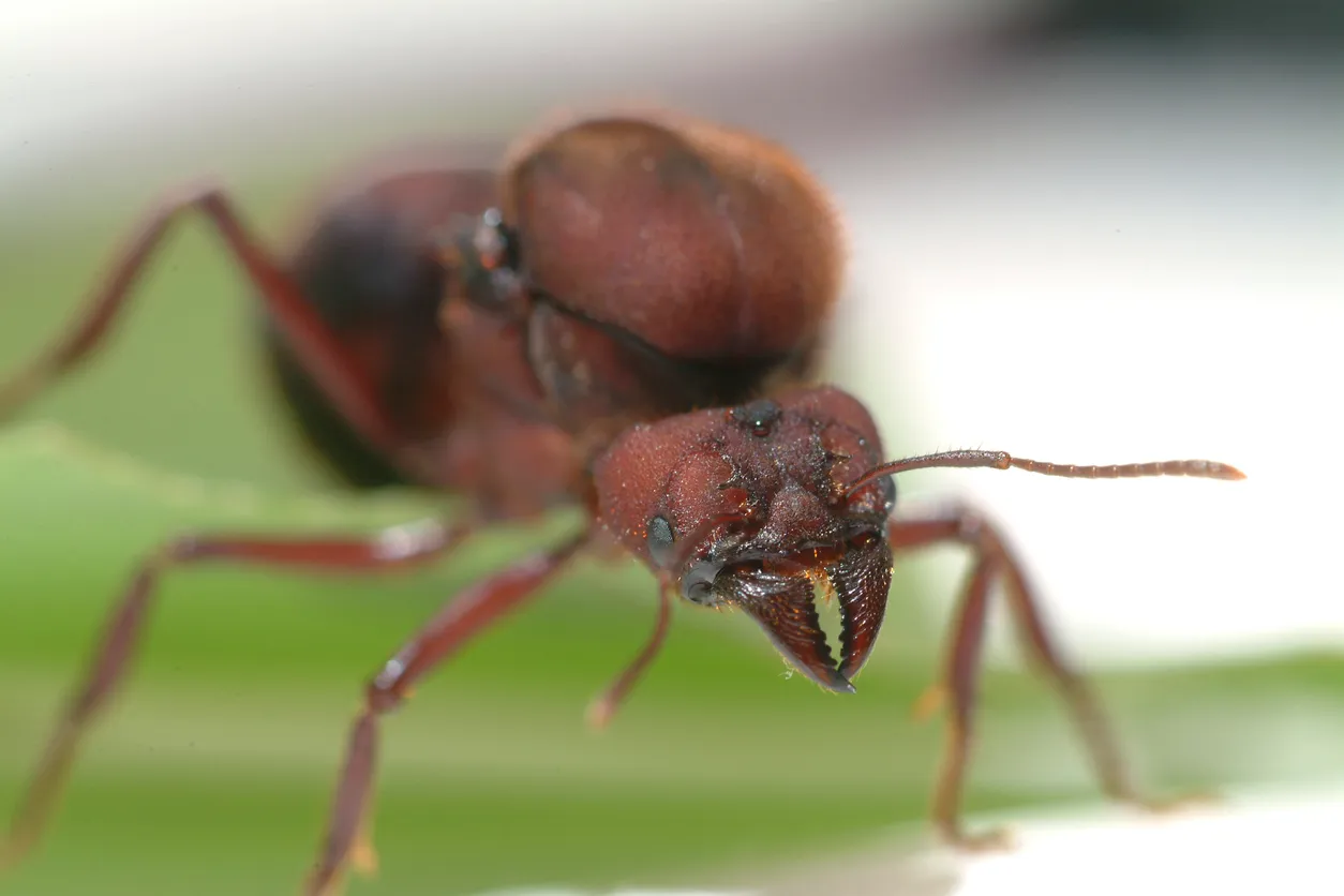 Detuvieron en el aeropuerto de Kenia a un hombre que intentaba traficar más de 2.200 hormigas reinas. Foto: Muy Interesante.