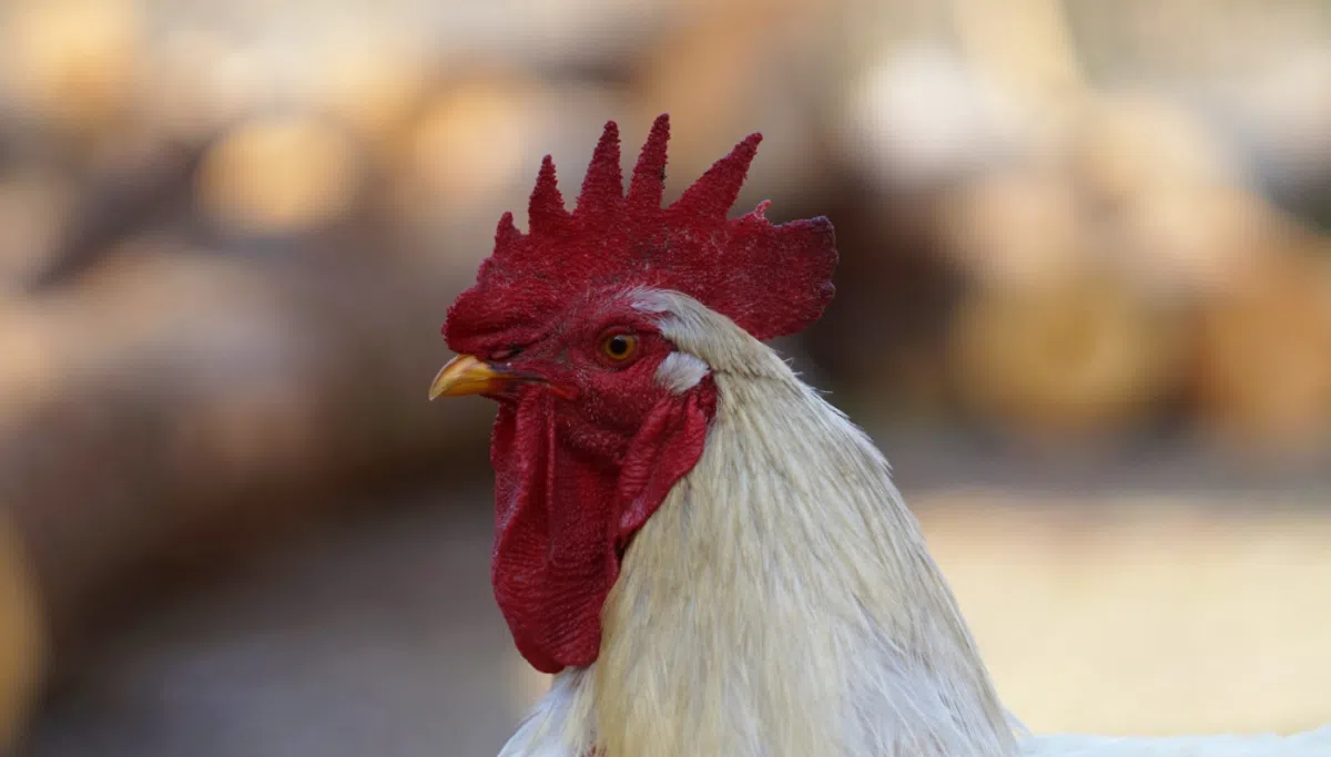 A case of avian influenza detected in Bolívar and controls reinforced to prevent its spread