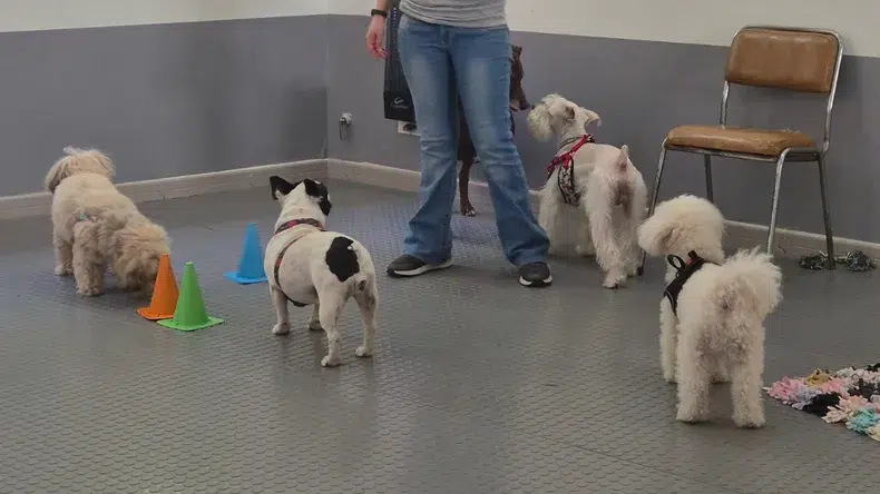 Un jardin canin de Palermo favorise le bien-être émotionnel et redéfinit le lien responsable avec les animaux de compagnie urbains. Photo : C5N.