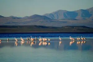 The Llancanelo lagoon integrates into a key network for migratory birds and reinforces ecotourism in Mendoza. Photo: Inmendoza.