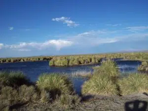 The Llancanelo lagoon integrates into a key network for migratory birds and reinforces ecotourism in Mendoza. Photo: Mendoza.gov.