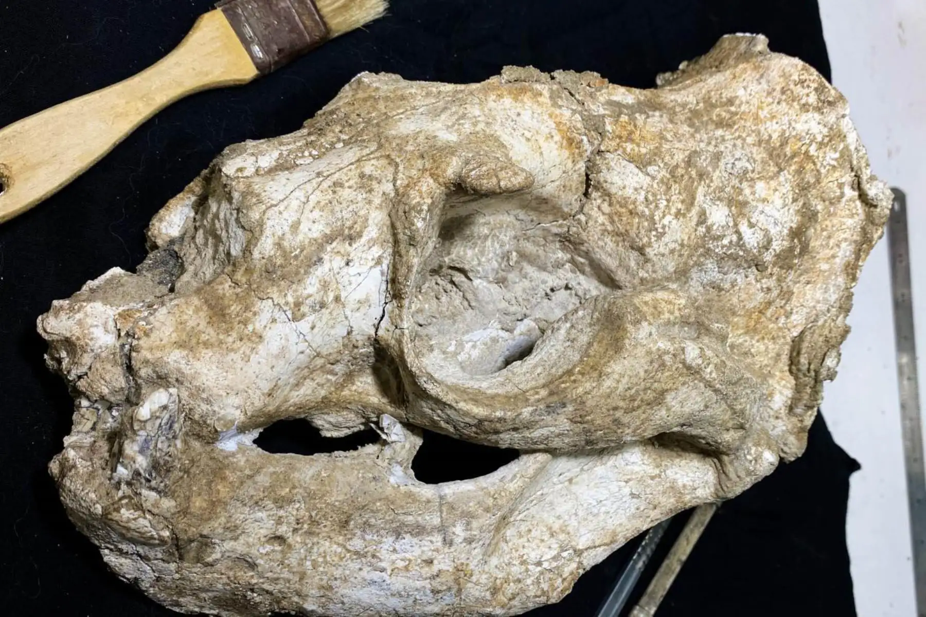 Marine mammals: new species of sea lion from 2 million years ago discovered in Peru