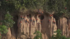 Eine Studie zeigt, dass Amazonas-Papageien Jahrhunderte vor dem Inka-Reich lebend nach Peru transportiert wurden. Foto: Sinc.