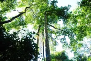 Un arbre de bois comestible dans la forêt misionnaire surprend le monde avec de nouvelles perspectives sur les ressources naturelles. Photo : EcoRegistros.