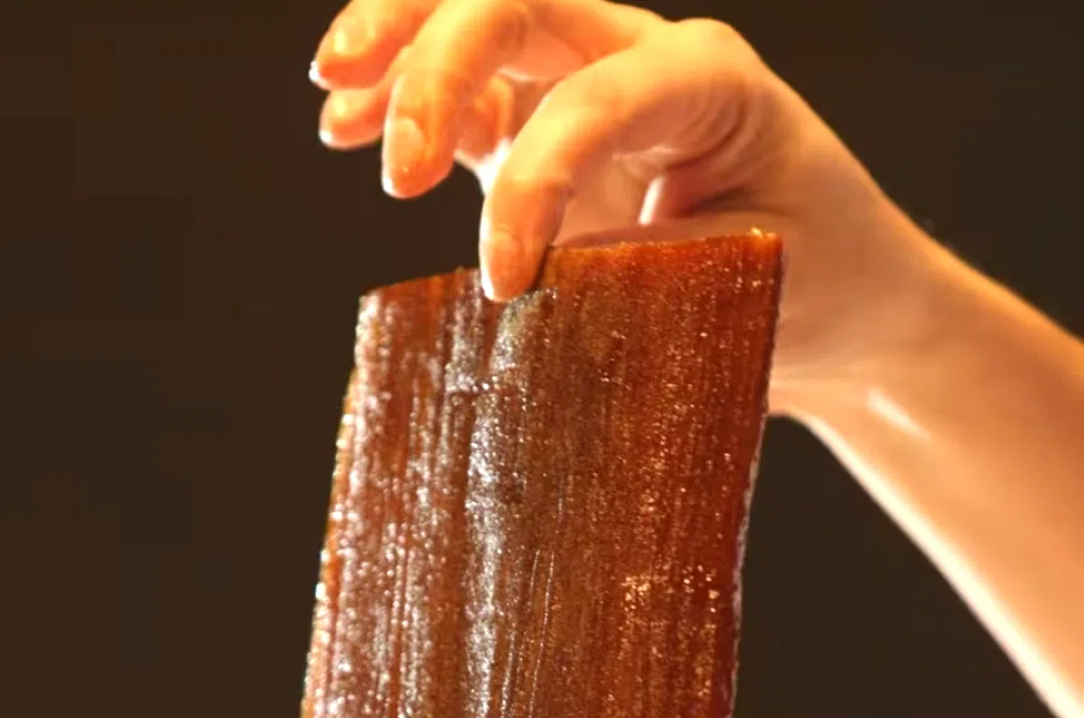 An edible wood tree in the Misiones jungle surprises the world with new perspectives on natural resources