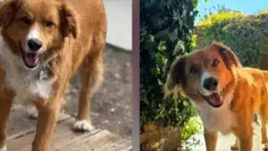 “Alerta Rabi”: cómo nació la red solidaria que ayuda a encontrar a las mascotas perdidas en la provincia de Chubut. Foto: Madryn Ahora.