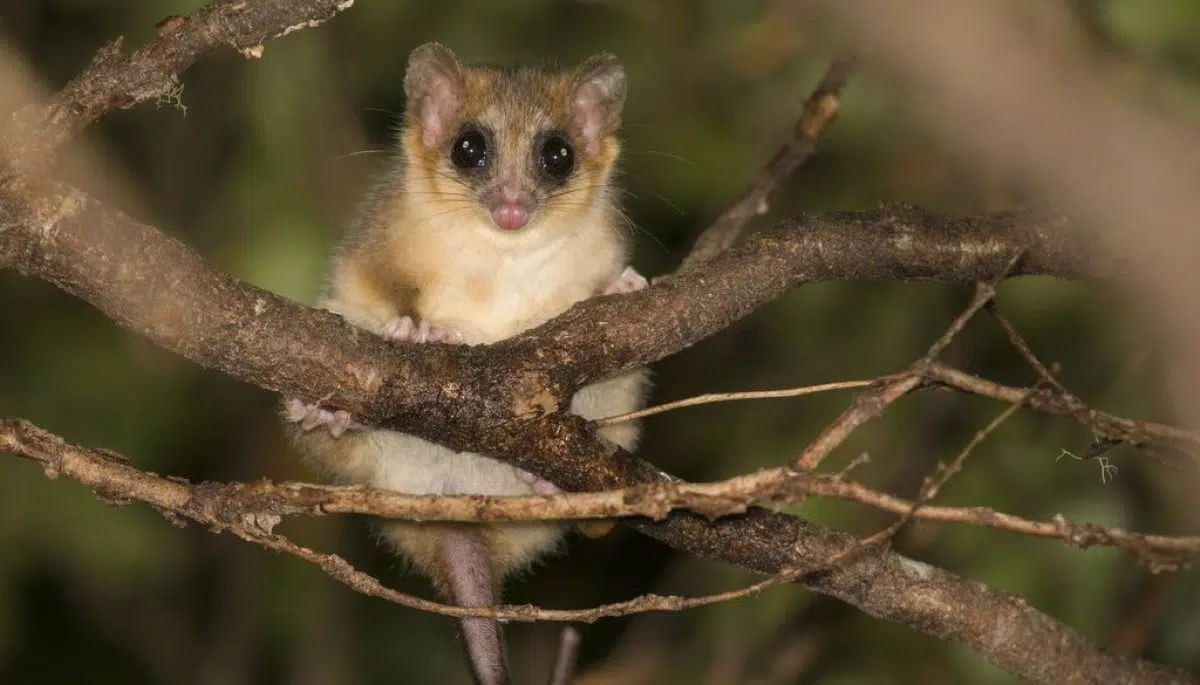 Monito del monte found in Queulat National Park in Chile: a species that strengthens the health of this ecosystem