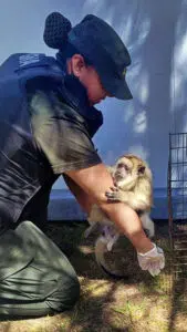 Ein Brüllaffe wurde in La Matanza gerettet und die Warnung vor dem illegalen Handel mit Wildtieren in Buenos Aires wurde reaktiviert. Foto: Argentina.gob. 