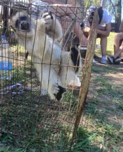 Ein Brüllaffe wurde in La Matanza gerettet und die Warnung vor dem illegalen Handel mit Wildtieren in Buenos Aires wurde reaktiviert. Foto: Argentina.gob. 