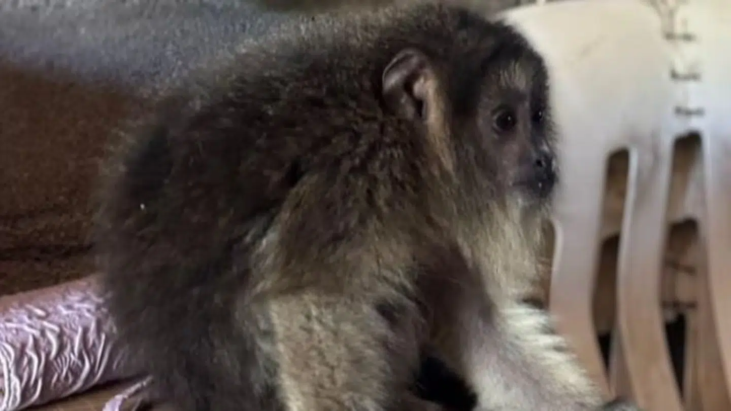 Howler monkey rescued from a home in Córdoba: a key species for biodiversity and environmental health