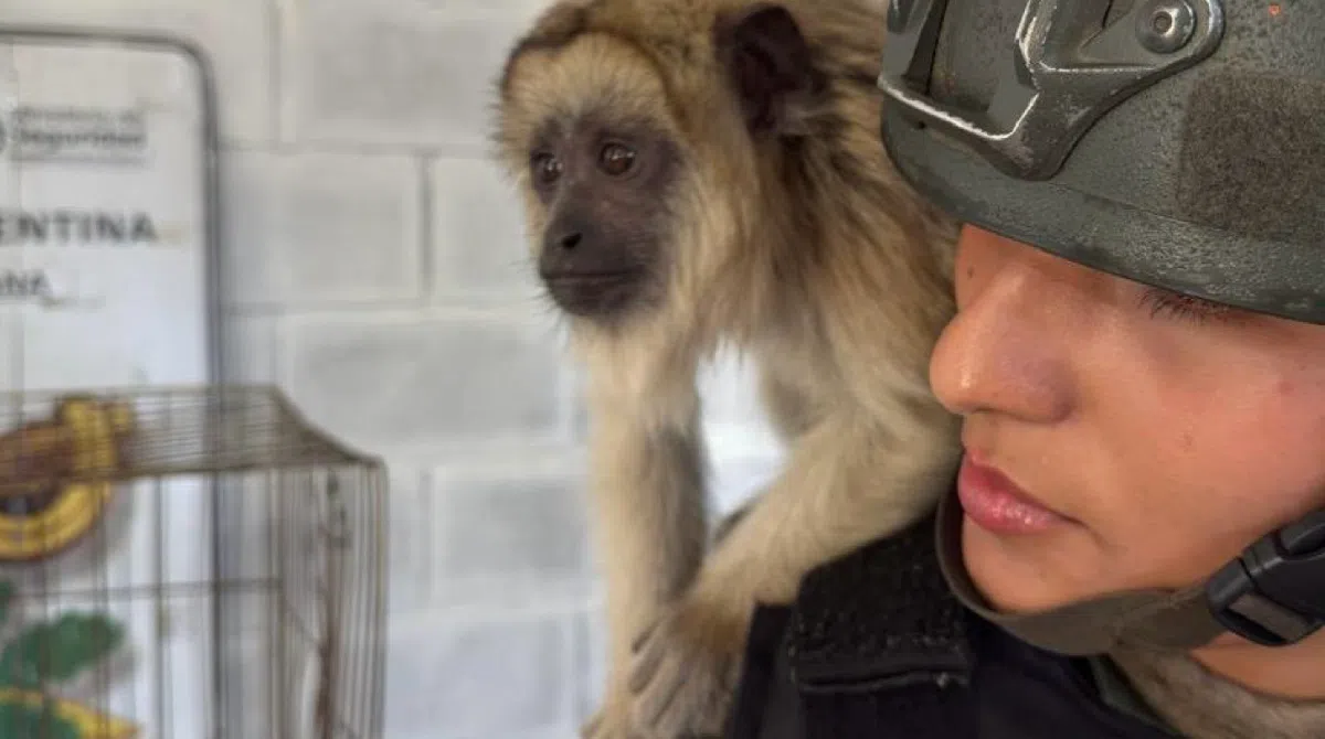 Howler monkey rescued in La Matanza and illegal wildlife trafficking alert reactivated in Buenos Aires