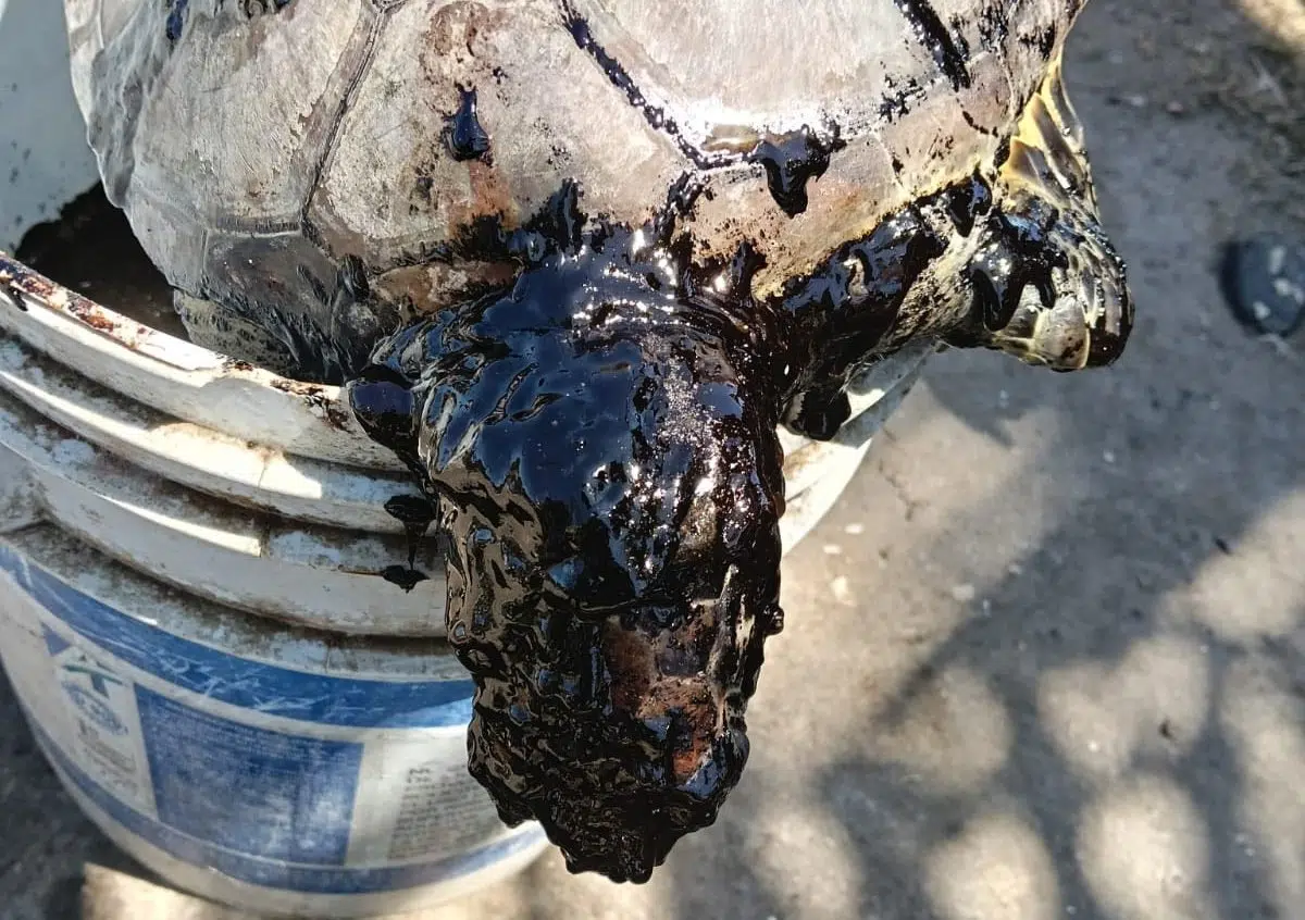 Crece la preocupación por la muerte de especies marinas en México tras el derrame de petróleo en las costas de Veracruz. Foto: La Jornada.