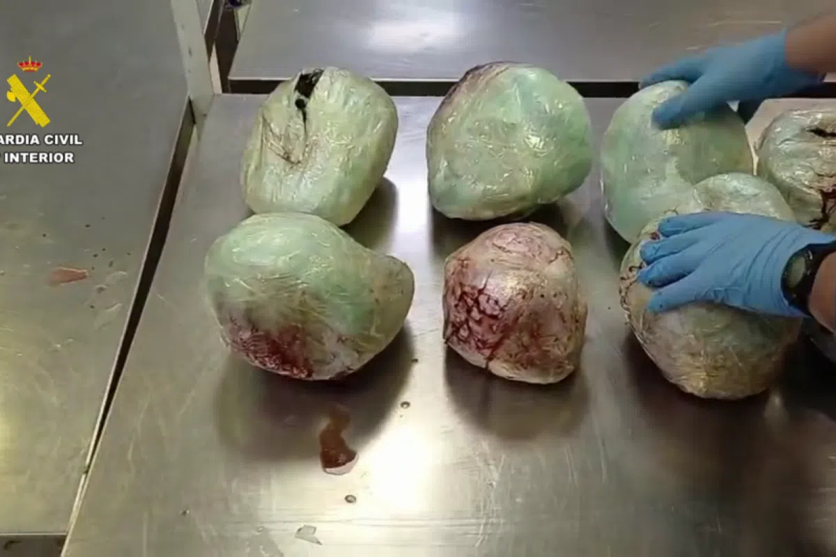 15 dead pangolins seized at Madrid airport and alert against illegal wildlife trafficking reinforced