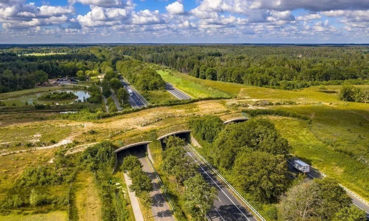 A new road in Chiloé will include wildlife crossings to reduce accidents and protect local biodiversity
