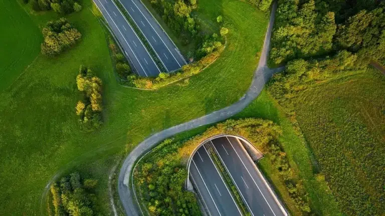 Una nueva carretera en Chiloé incorporará pasos de fauna para reducir atropellos y proteger la biodiversidad local. Foto: TeleSUR.
