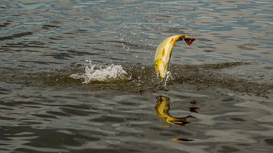 La crisis silenciosa de los peces de agua dulce alerta sobre el colapso de ríos y sistemas fluviales. Foto: NOVE Outdoors.