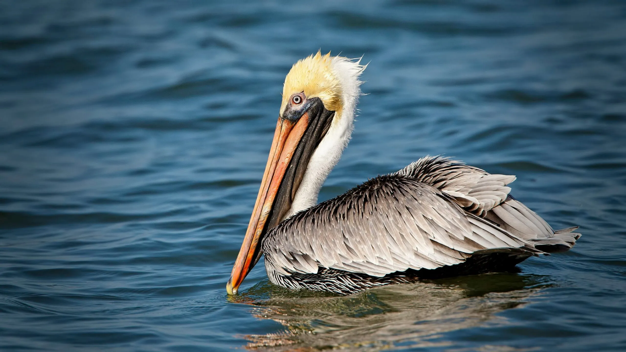 Florida strengthens brown pelican conservation: prevention and citizen action to preserve an endangered species
