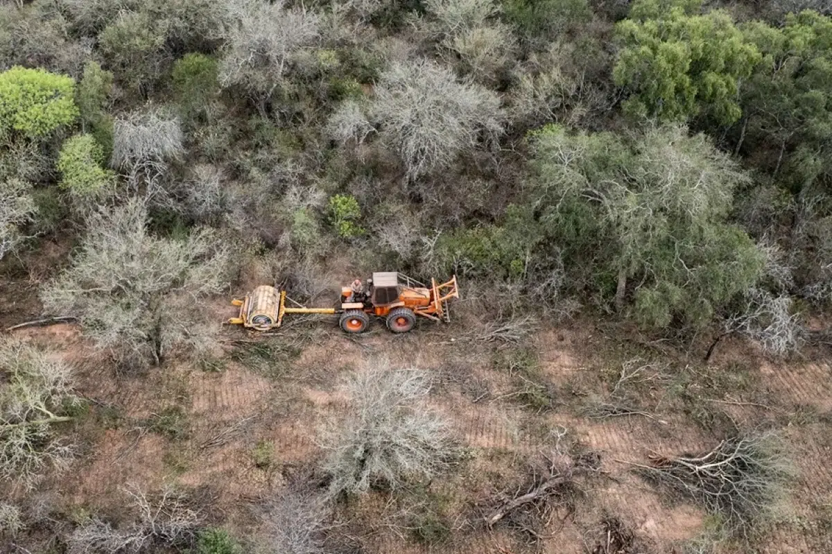 Deforestation in Argentina Worsens and Alerts Grow Over Possible Changes to Environmental Law
