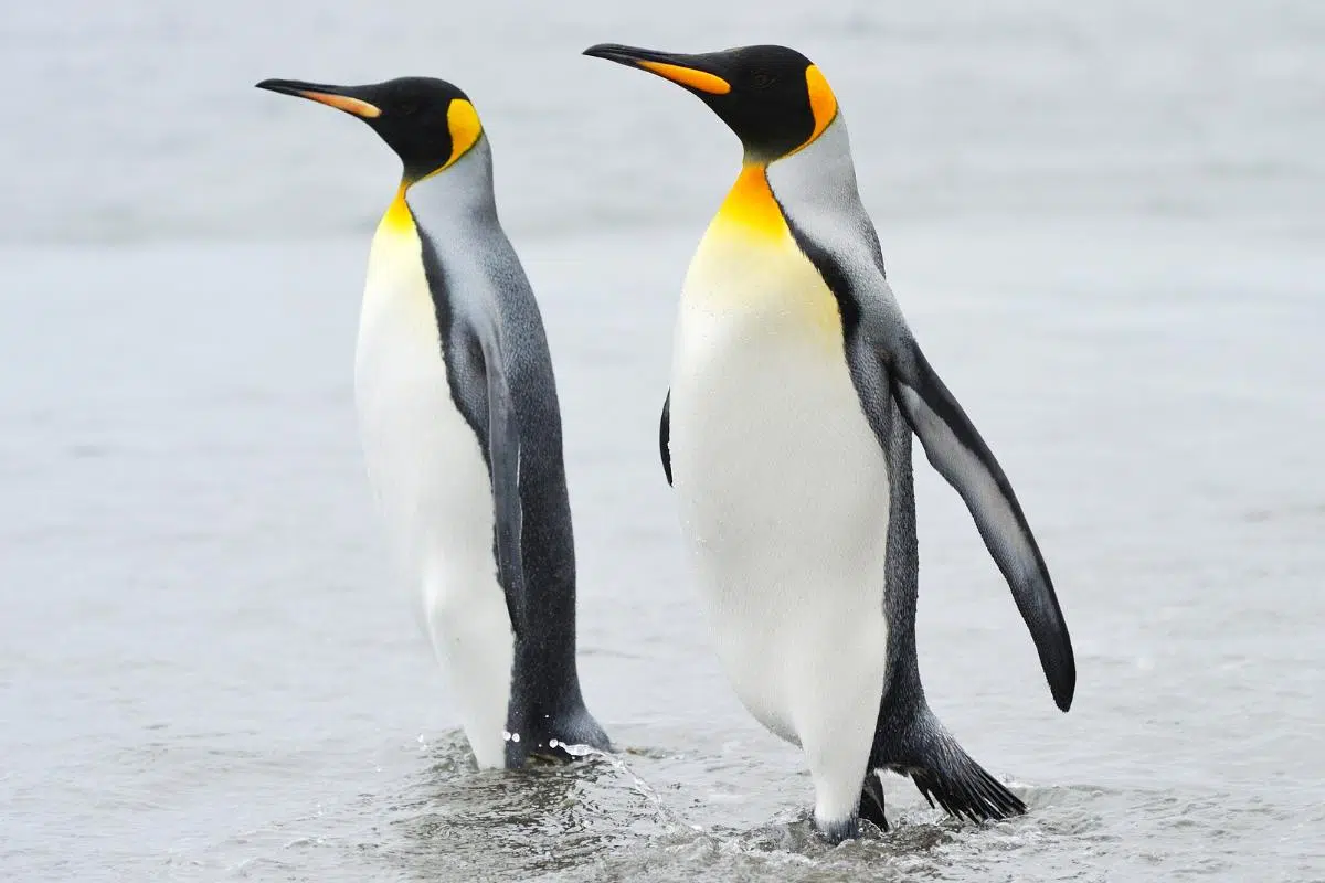 King penguin surprises scientists by adapting to global warming in a changing ecosystem