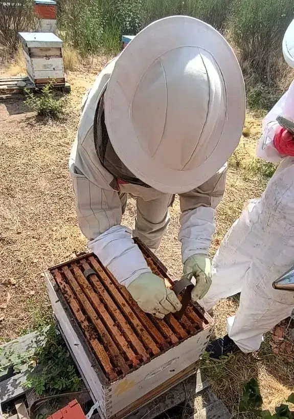 Un grupo de científicas de Chubut busca proteger a las abejas con un bioproducto natural contra la varroa. Foto: Diario Rio Negro.