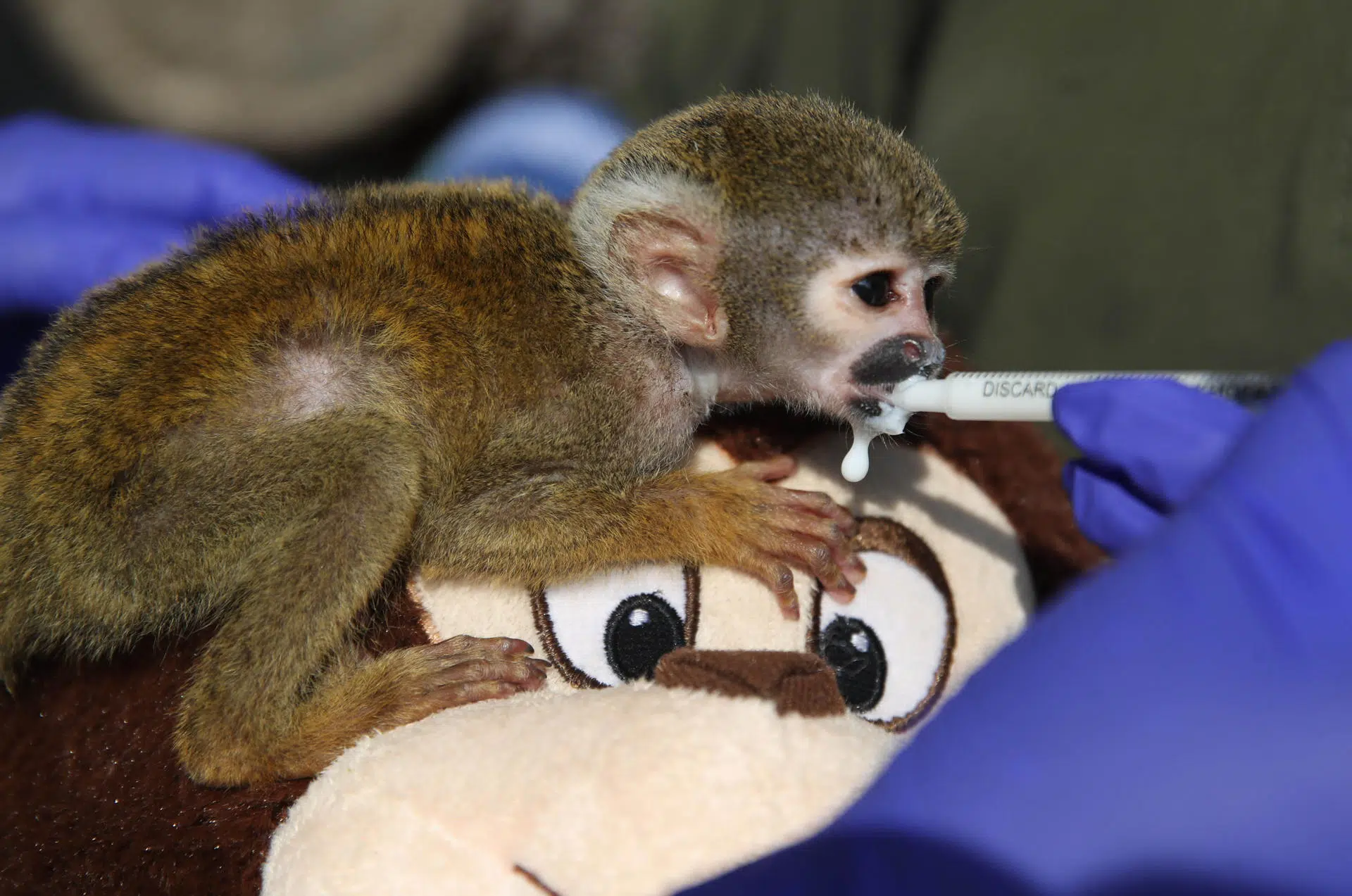 Peruvian Punch: the capuchin monkey rescued from illegal trafficking that symbolizes the fight for biodiversity in the Amazon