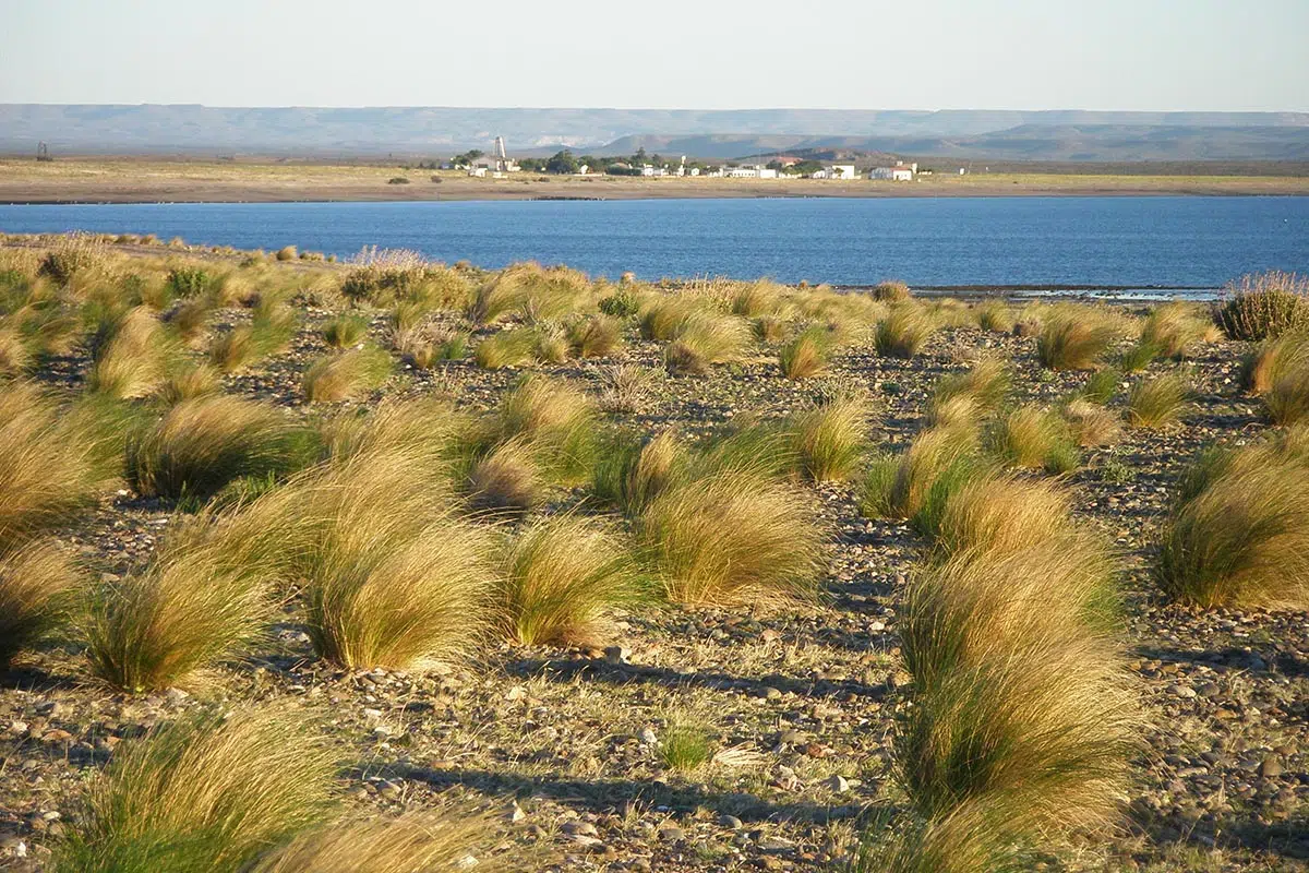 Shrubs vs. grasses in Patagonia: hidden soil chemicals reveal an expanding ecological phenomenon