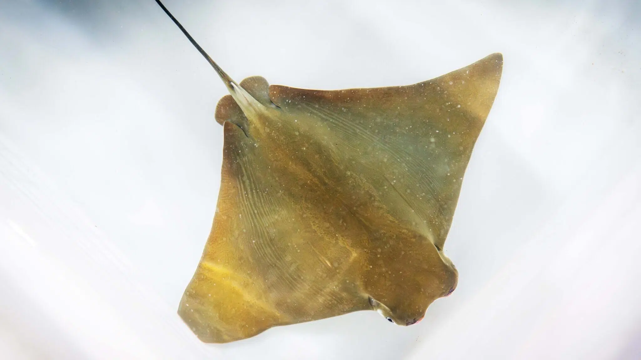 Historic birth of the bowmouth guitarfish in Valencia: hope for a species listed as “critically endangered”