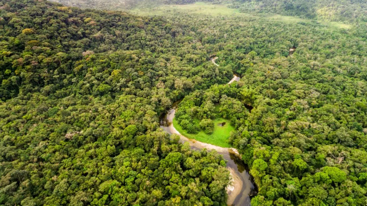 Brazil grants first concession to reforest the Amazon: carbon credits and local communities at the heart of the project