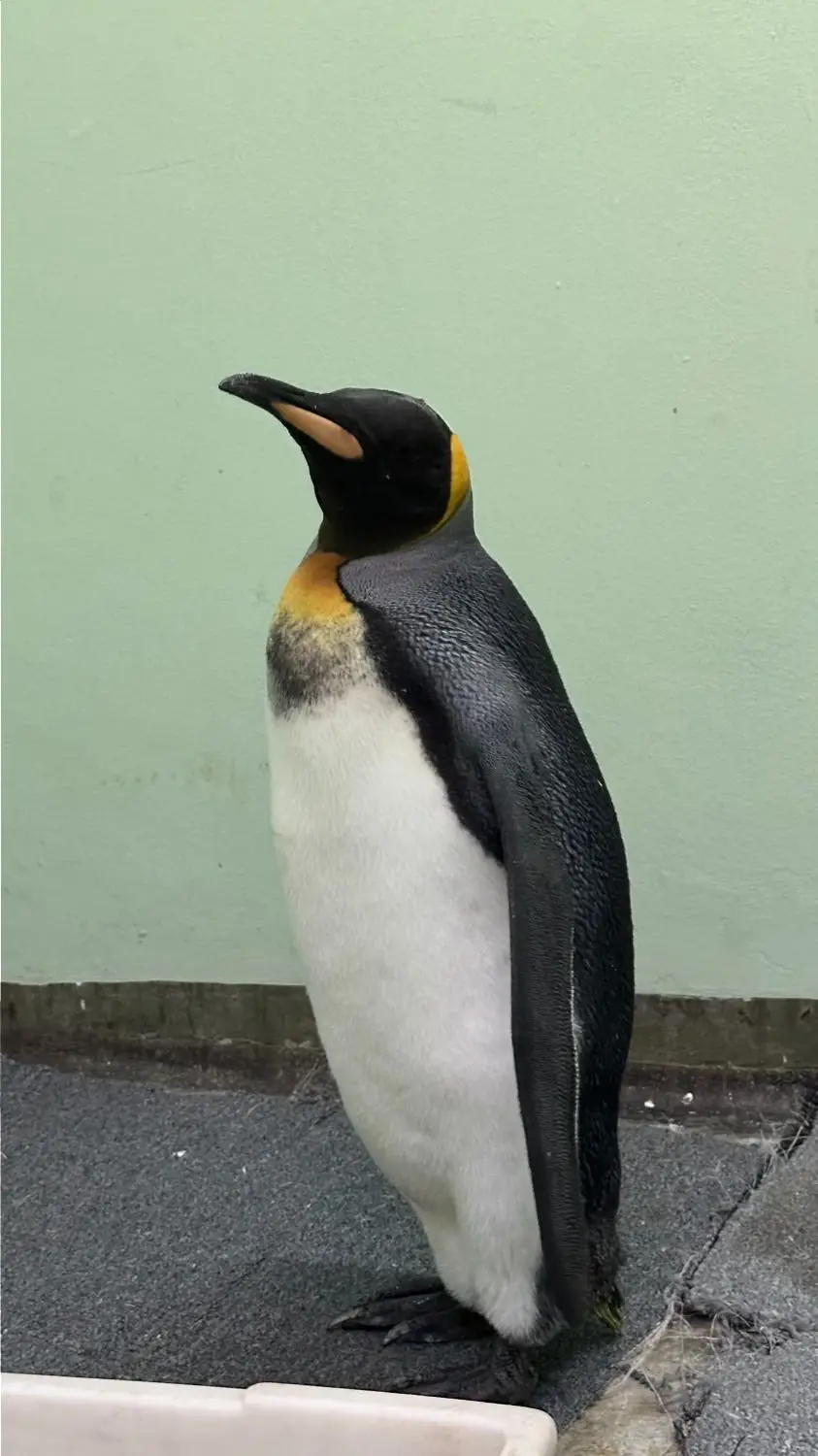 Rescatan un pingüino rey en Vicente Lopéz y alertan sobre los desafíos ambientales para la fauna marina. Foto: El Destape.