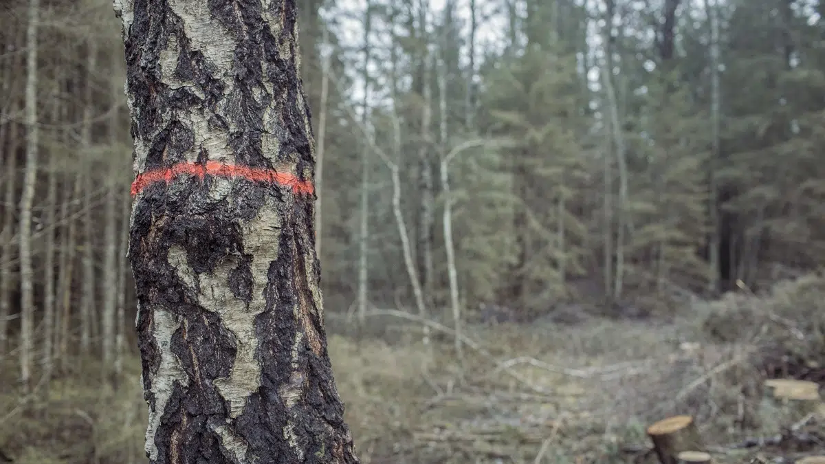 residuos forestales