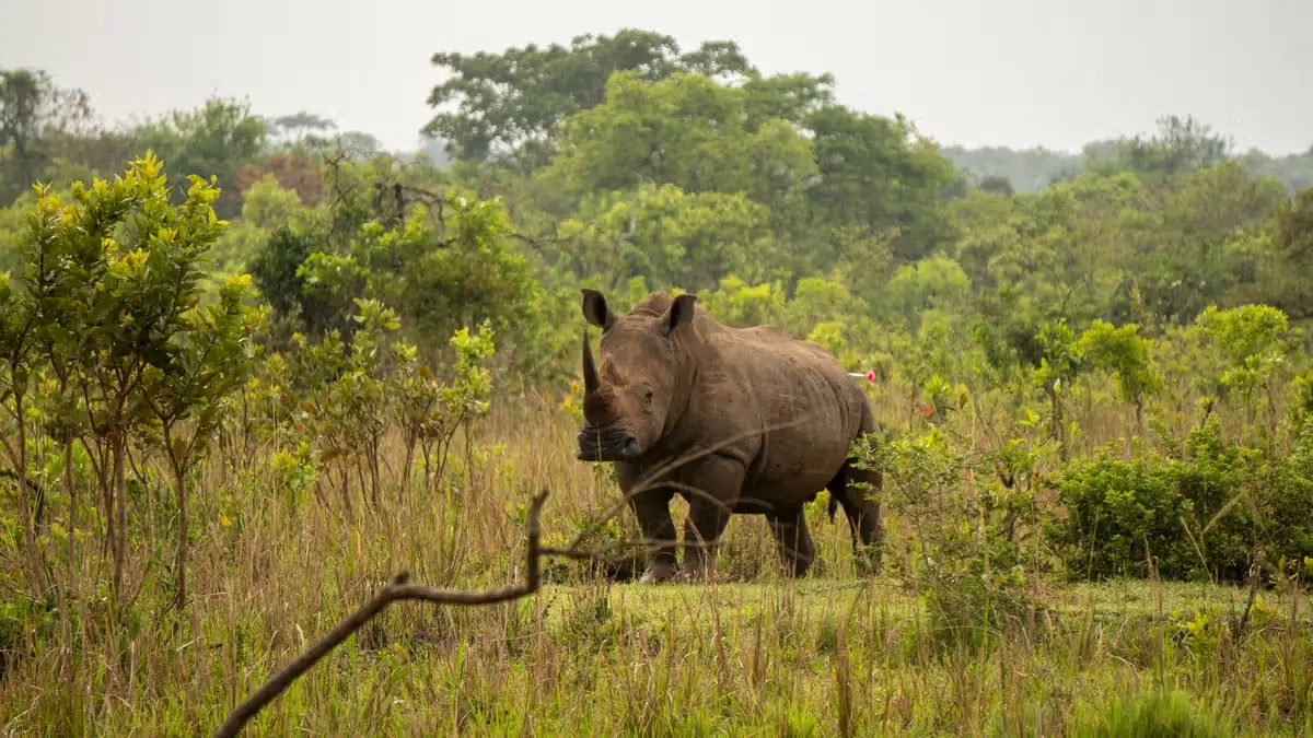 Uganda reintroduces rhinos in Kidepo Valley National Park: a historic milestone for conservation