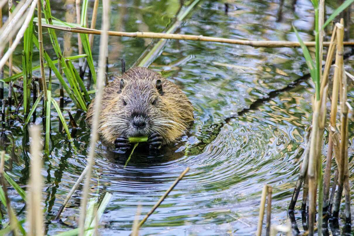 A nearly dead river in the United States was revived thanks to 15 beavers: the experiment that surprised scientists