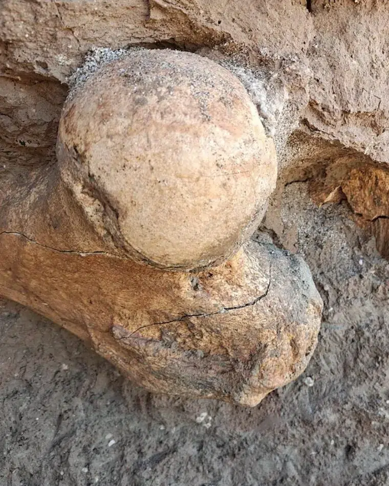Un hallazgo paleontológico en Santa Clara revela restos de megafauna que habitó la región hace 400.000 años. Foto: MDZ.