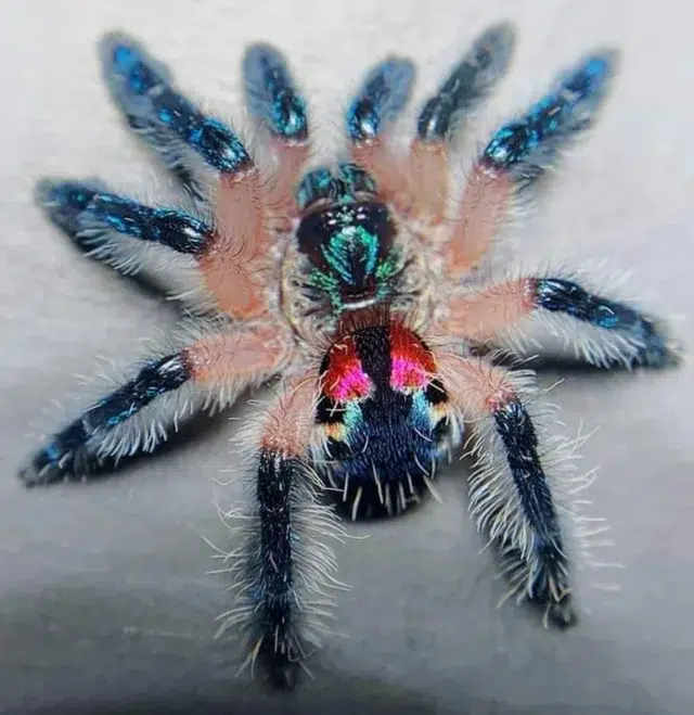 El tráfico de tarántulas “joya” amenaza la biodiversidad de la Mata Atlántica y alerta a la comunidad científica de Brasil. Foto: Reddit.