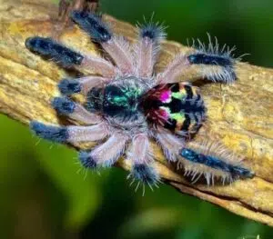 El tráfico de tarántulas “joya” amenaza la biodiversidad de la Mata Atlántica y alerta a la comunidad científica de Brasil. Foto: Reddit.