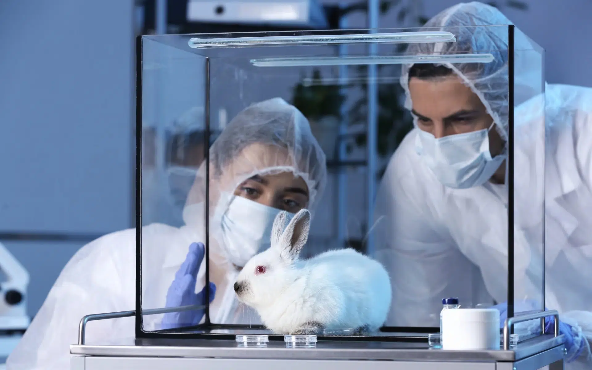 The EU bans the sale of animal-tested cleaning products: transparency and sustainability in the new regulation