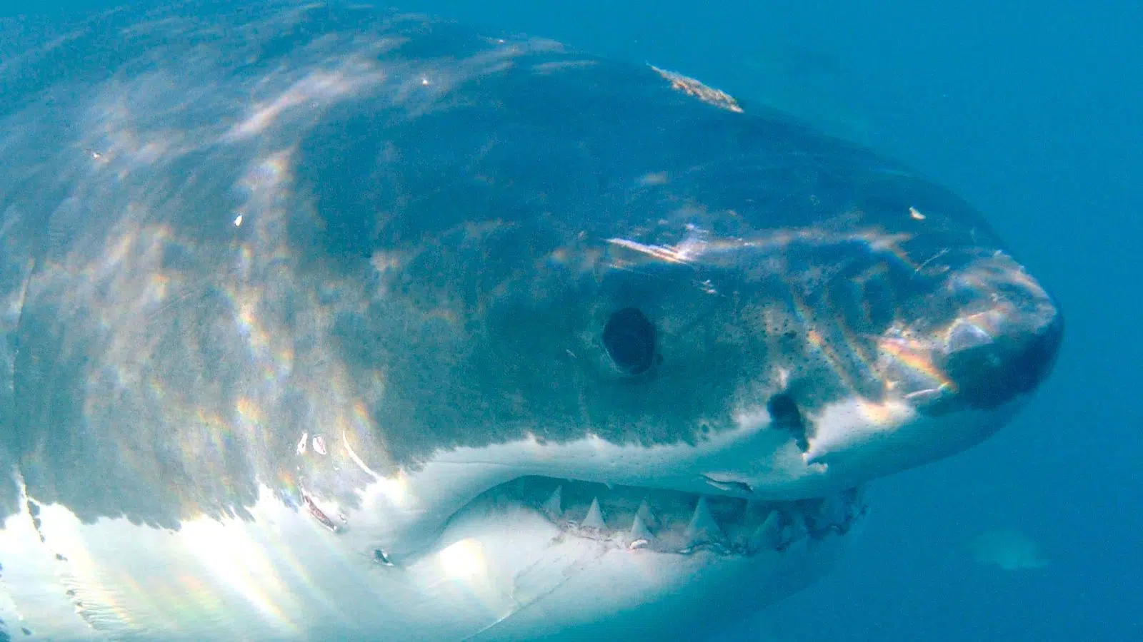great white shark