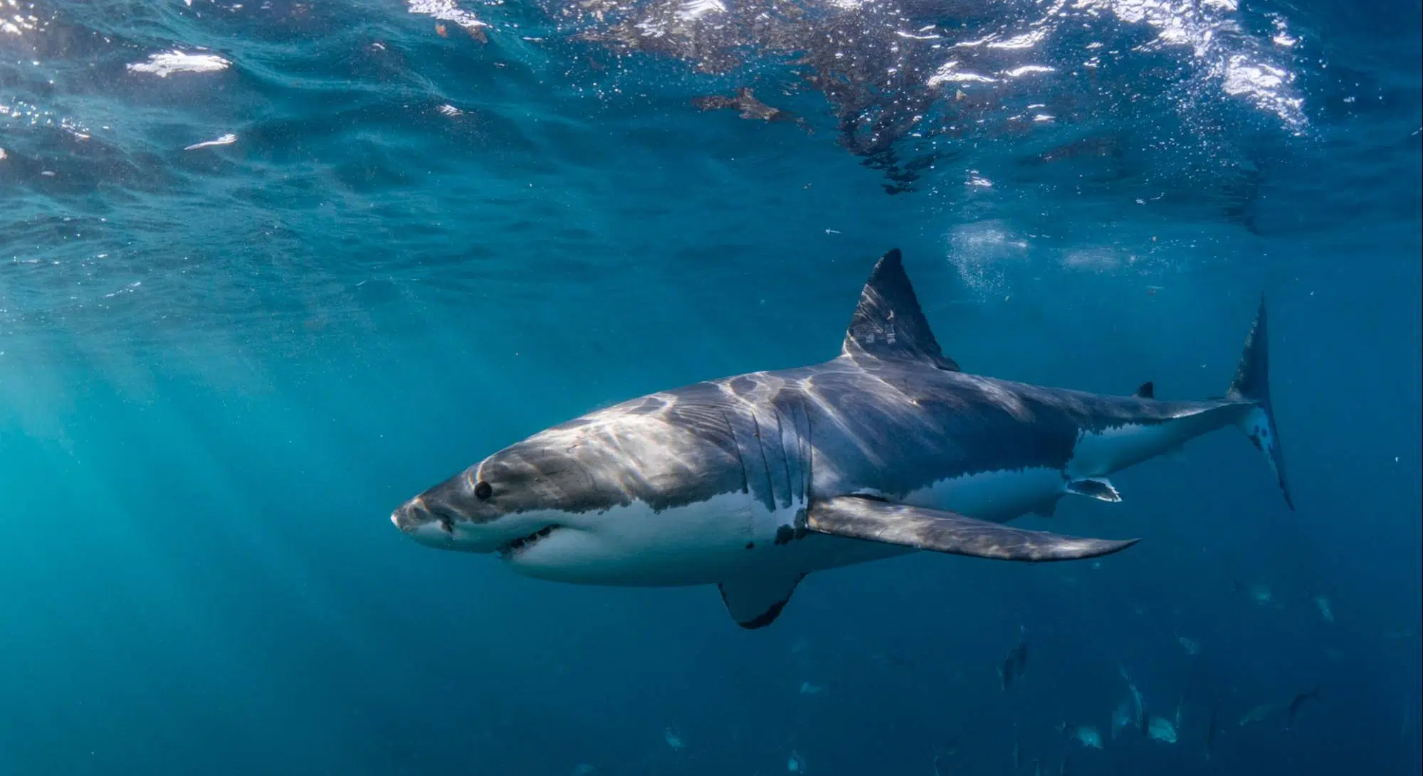 Historic discovery in the Spanish Mediterranean: the presence of a juvenile great white shark reinforces the need for conservation